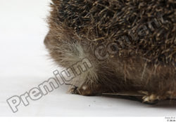  Hedgehog - Erinaceus europaeus # 3 